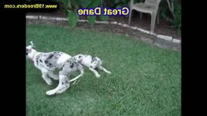 Great Dane For Sale Craigslist