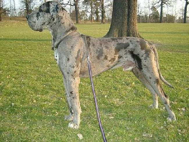 Great Dane For Sale Florida