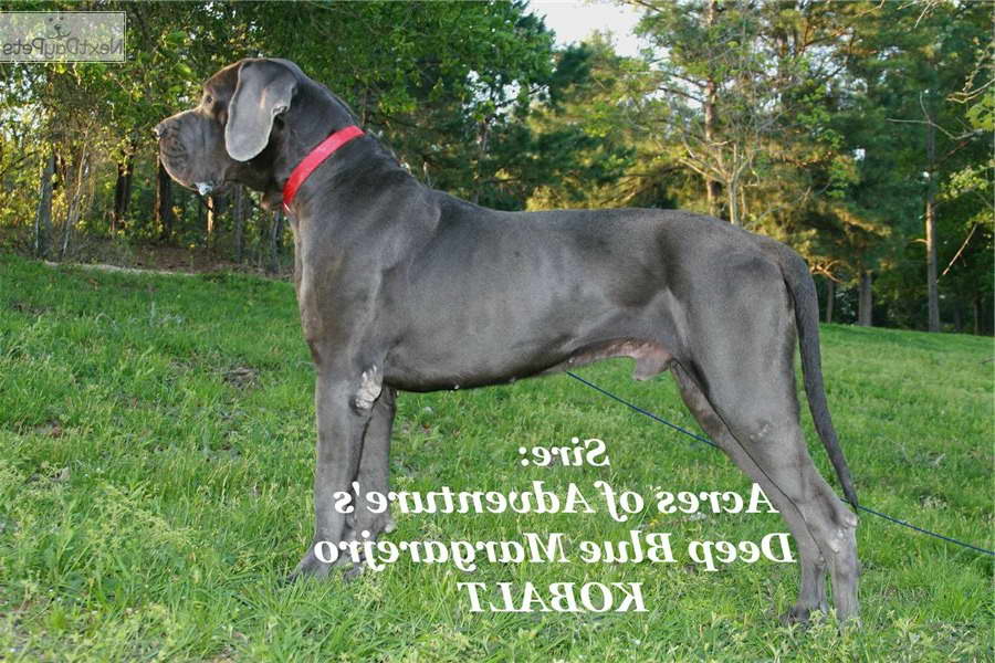 Great Dane For Sale Houston