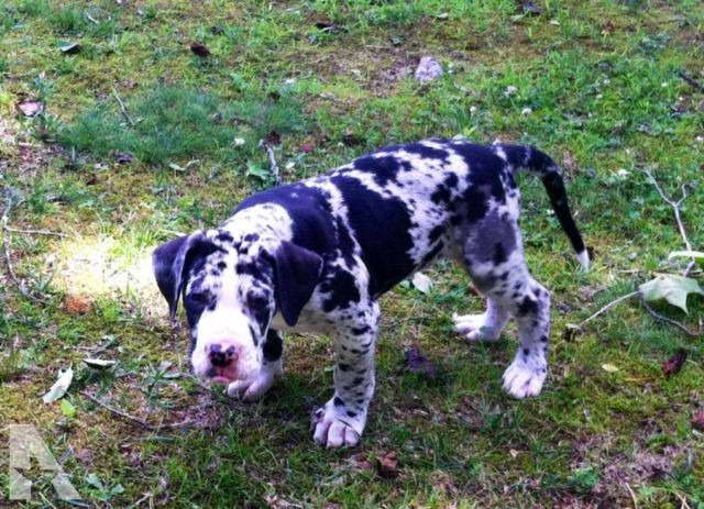 Great Dane For Sale In Tennessee