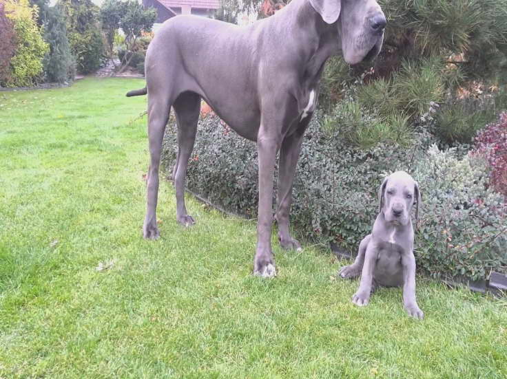 Great Dane For Sale Ny