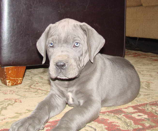 Great Dane For Sell