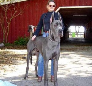 Great Dane Full Size