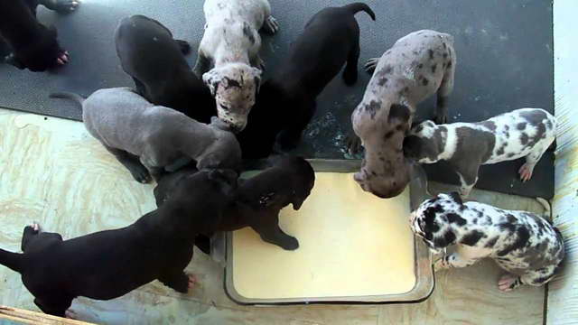 Great Dane Gestation