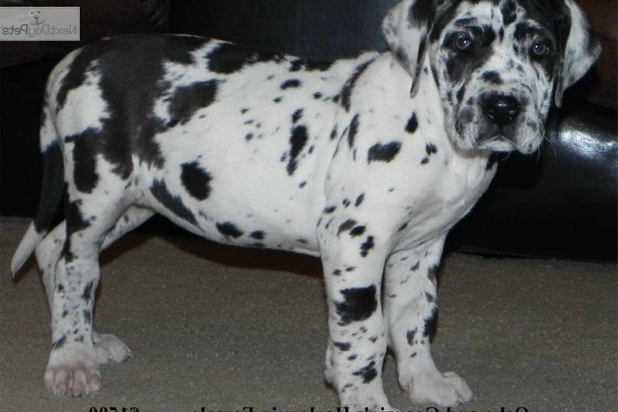 Great Dane Harlequin Puppies For Sale