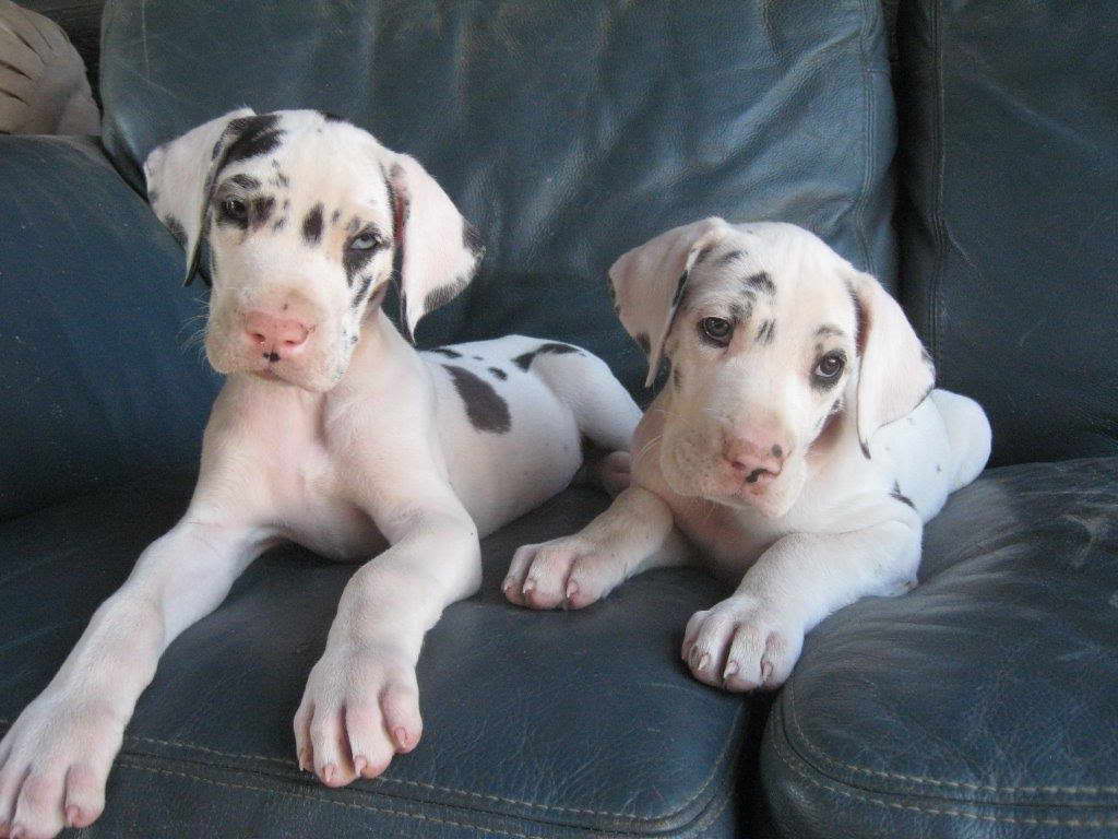 Great Dane Harlequin Puppies