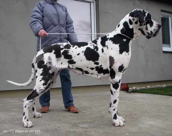 Great Dane Harlequin