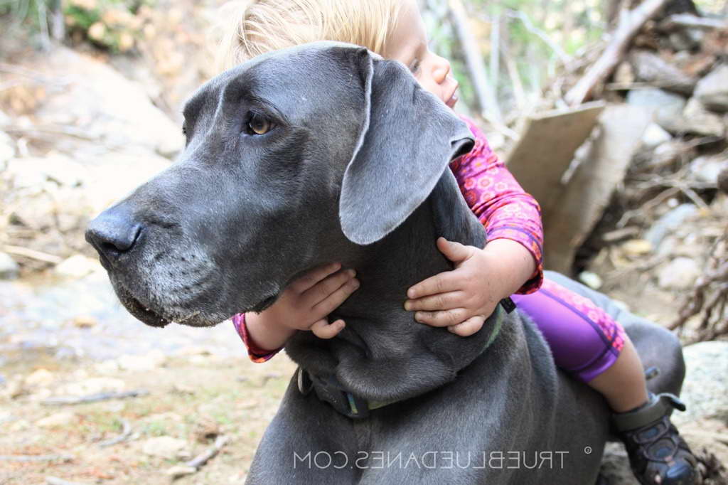 Great Dane In Colorado