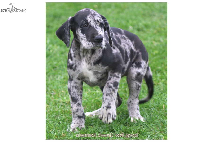 Great Dane Iowa