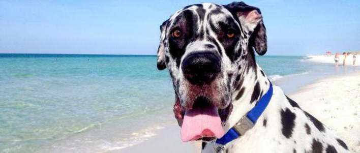 Great Dane Jacksonville Fl