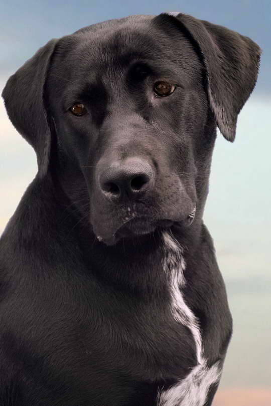 Great Dane Lab Mix For Sale