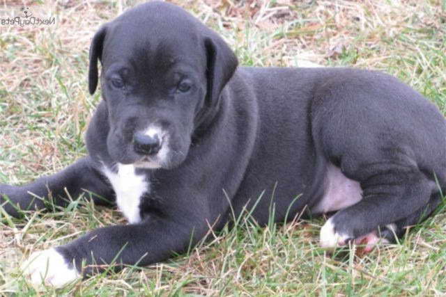 Great Dane Lab Mix Puppies For Sale