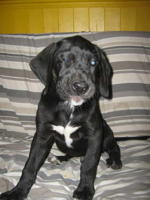 Great Dane Lab Puppies For Sale