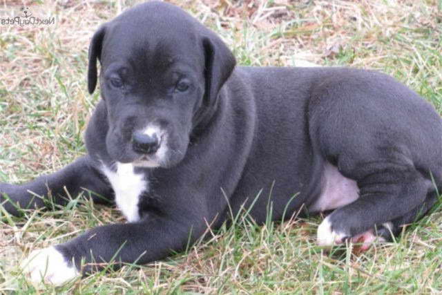 Great Dane Labrador Puppies For Sale