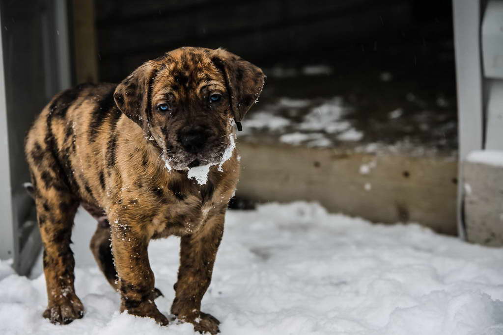 Great Dane Mastiff Puppies For Sale