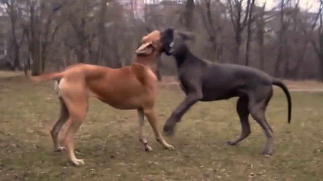 Great Dane Mating