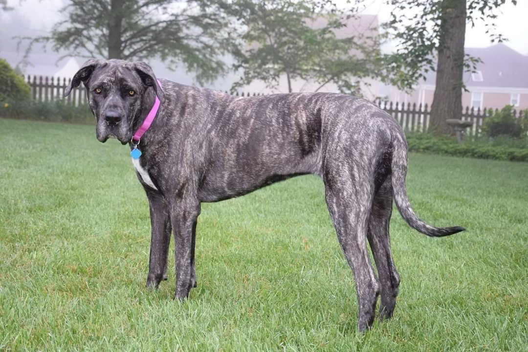Great Dane Mix For Adoption