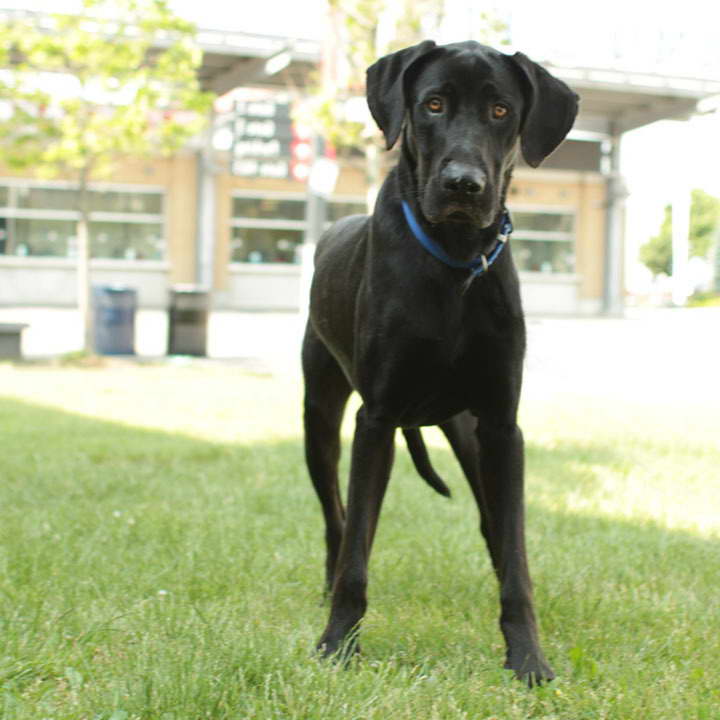 Great Dane Mix With Lab