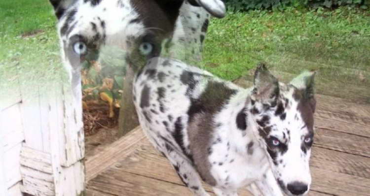 Great Dane Mix