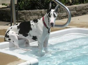 Great Dane Ohio