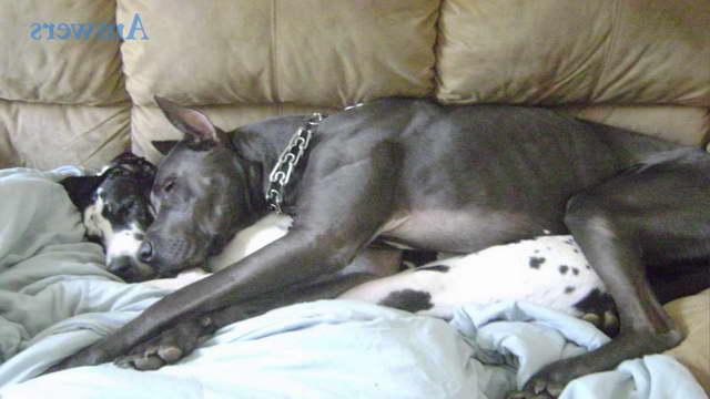 Great Dane On Couch