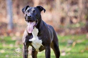 Great Dane Pitbull Mix
