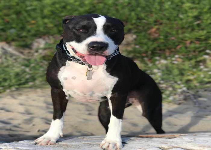 Great Dane Pitbull Puppies