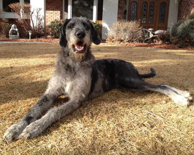 great dane mixed with poodle