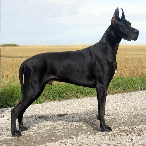 Great Dane Protection Dog