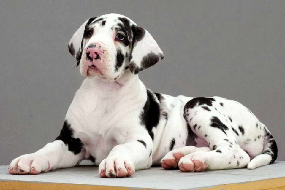 Great Dane Puppies Black And White PETSIDI