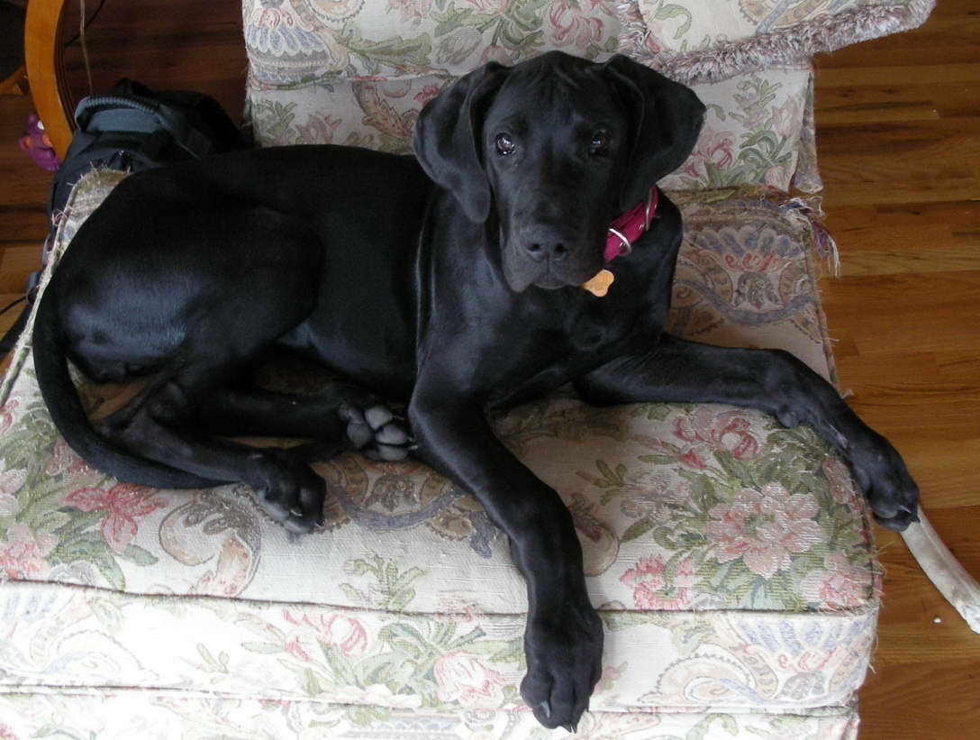 Great Dane Puppies Chicago