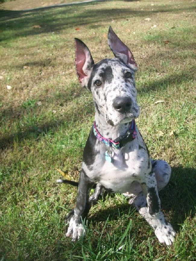 Great Dane Puppies Cropped Ears