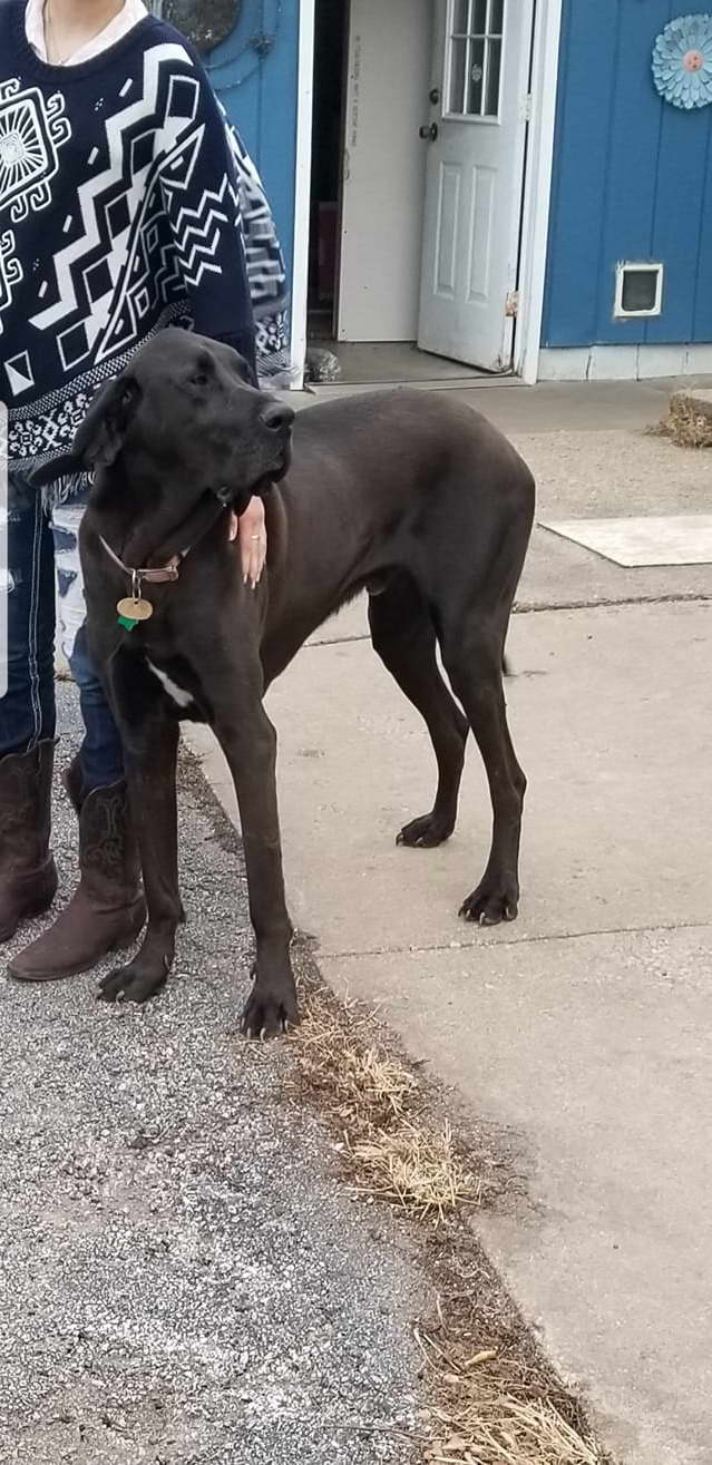 Great Dane Puppies El Paso