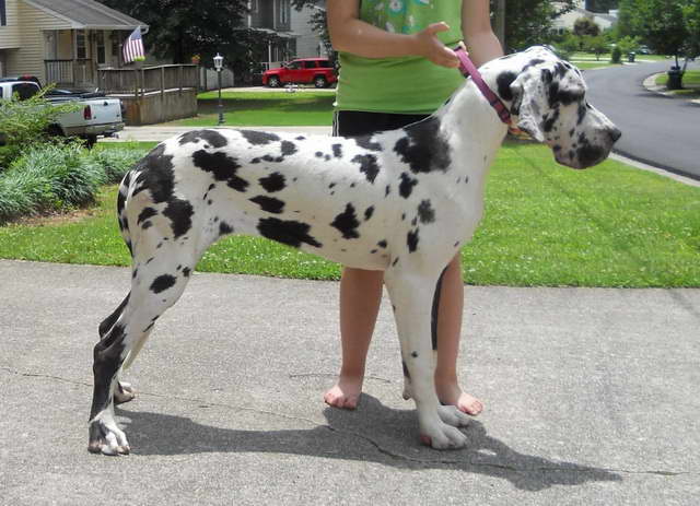 Great Dane Puppies For Sale Alabama