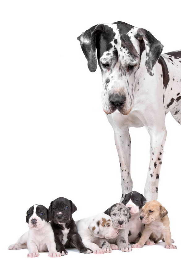 Great Dane Puppies For Sale Az