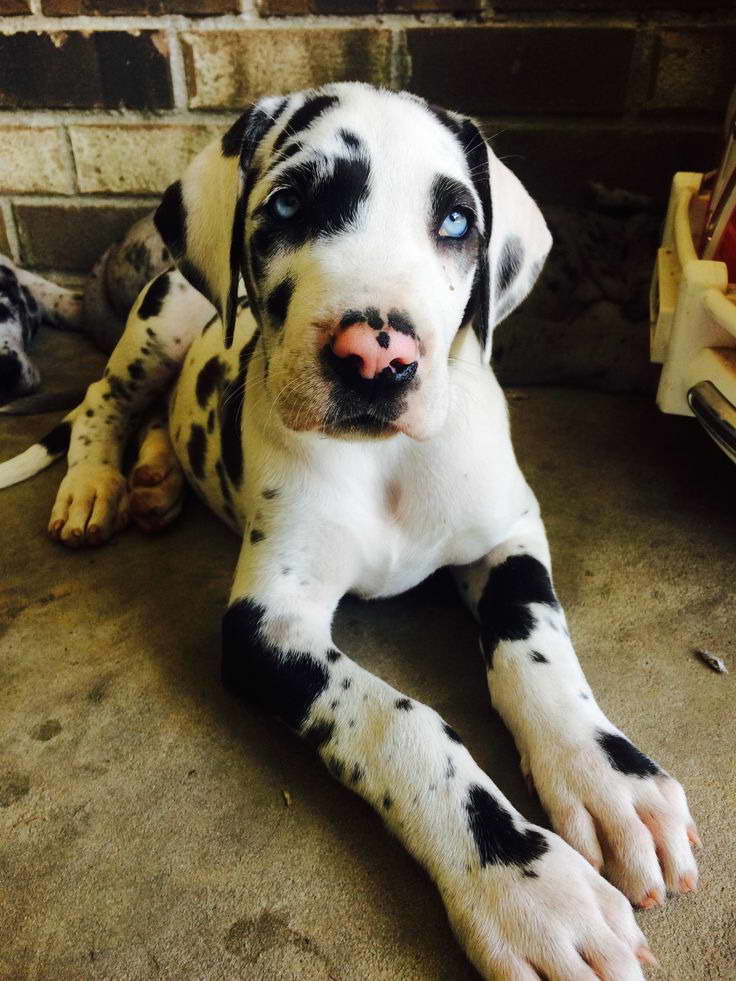 Great Dane Puppies For Sale Bay Area