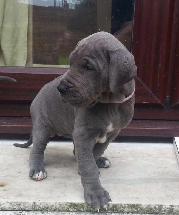Great Dane Puppies For Sale Ca