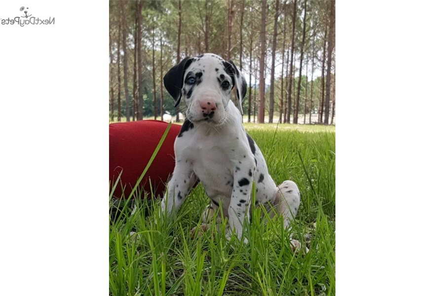 Great Dane Puppies For Sale Dallas