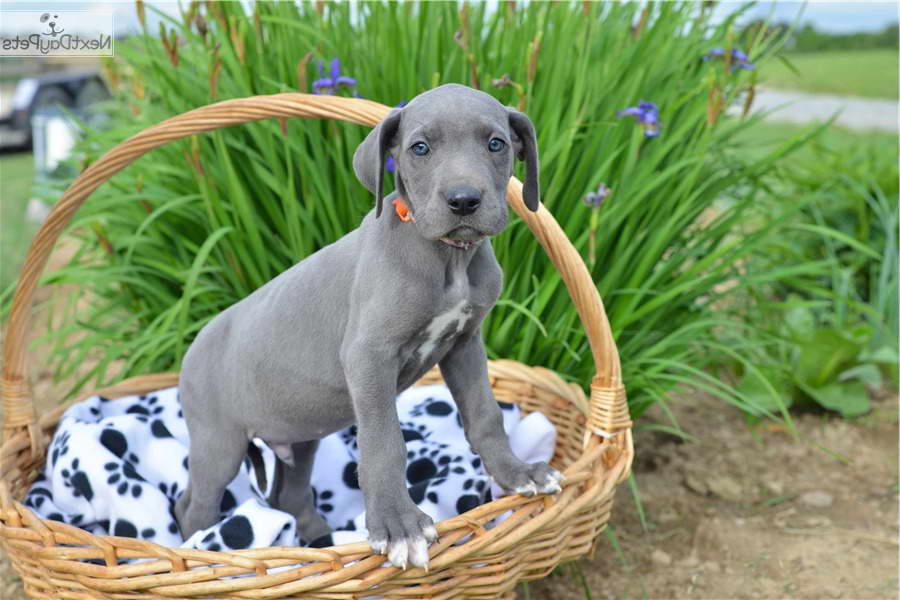 Great Dane Puppies For Sale In Cleveland Ohio | PETSIDI