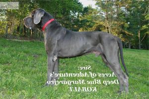 Great Dane Puppies For Sale In Houston