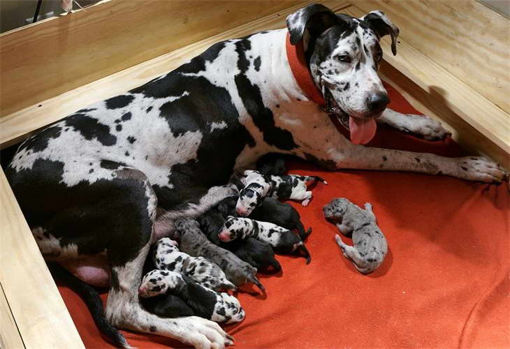 Great Dane Puppies For Sale In Houston Texas