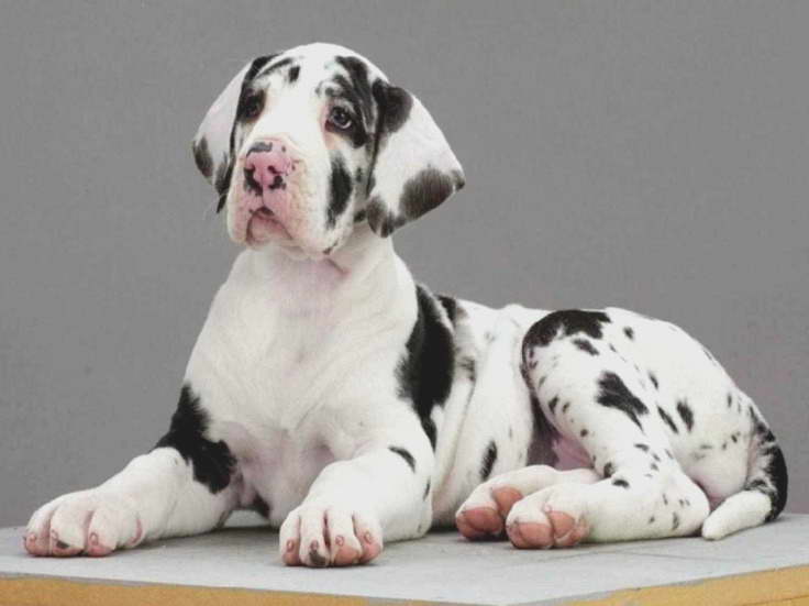 Great Dane Puppies For Sale In Il