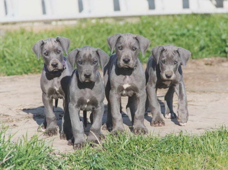 Great Dane Puppies For Sale In Indiana
