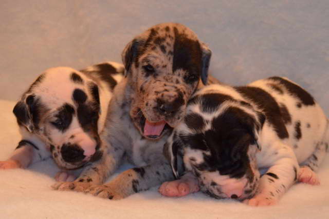 Great Dane Puppies For Sale In Kansas