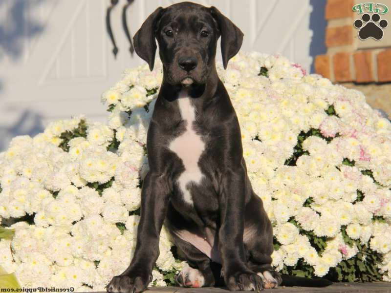 Great Dane Puppies For Sale In Lancaster Pa