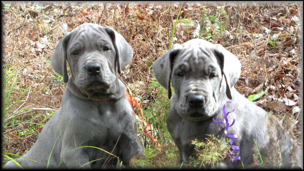 Great Dane Puppies For Sale In Ma