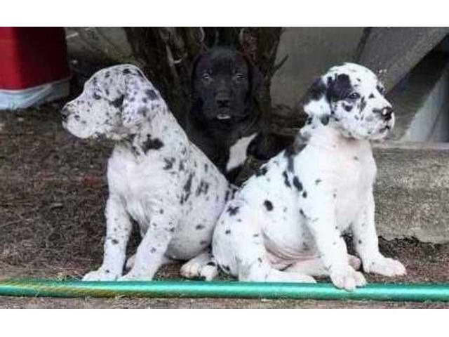 Great Dane Puppies For Sale In Maryland