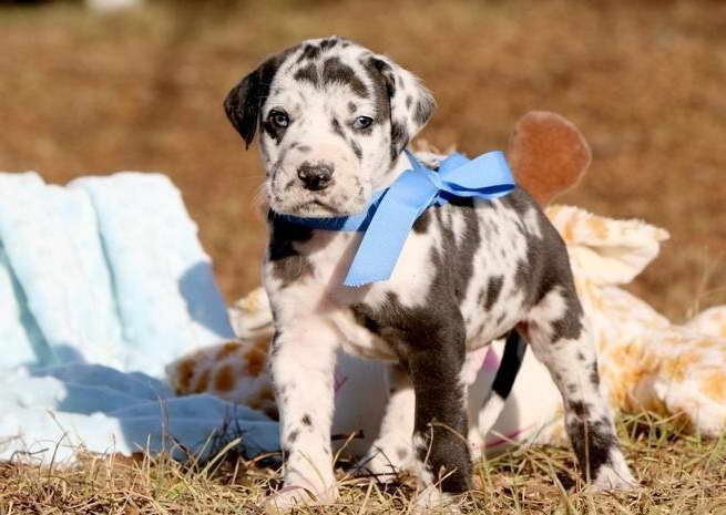 Great Dane Puppies For Sale In Miami