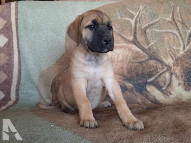 Great Dane Puppies For Sale In Michigan