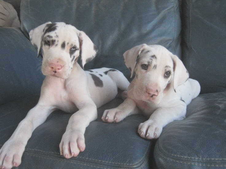 Great Dane Puppies For Sale In Nj